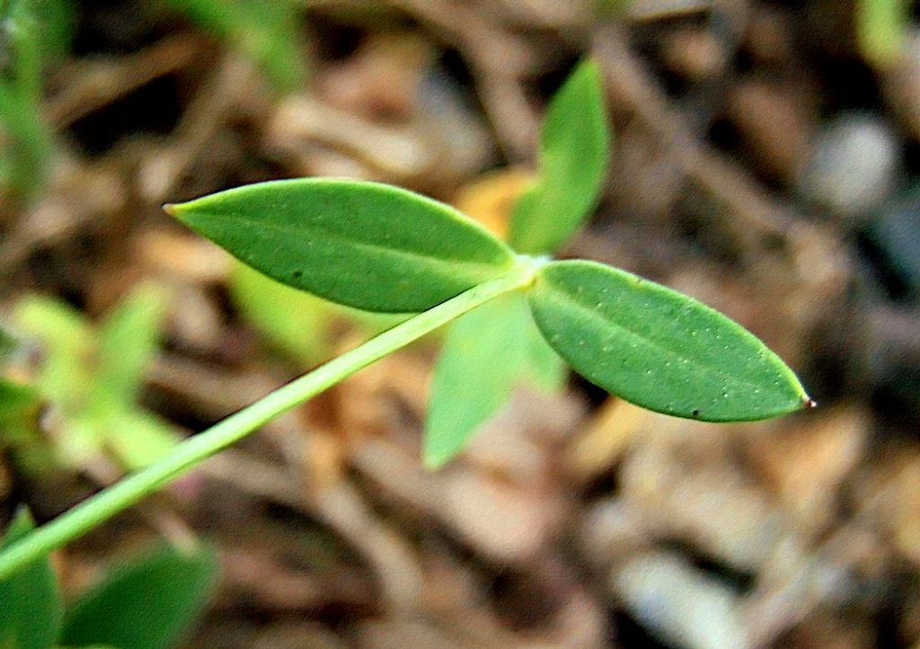 Silene vulgaris