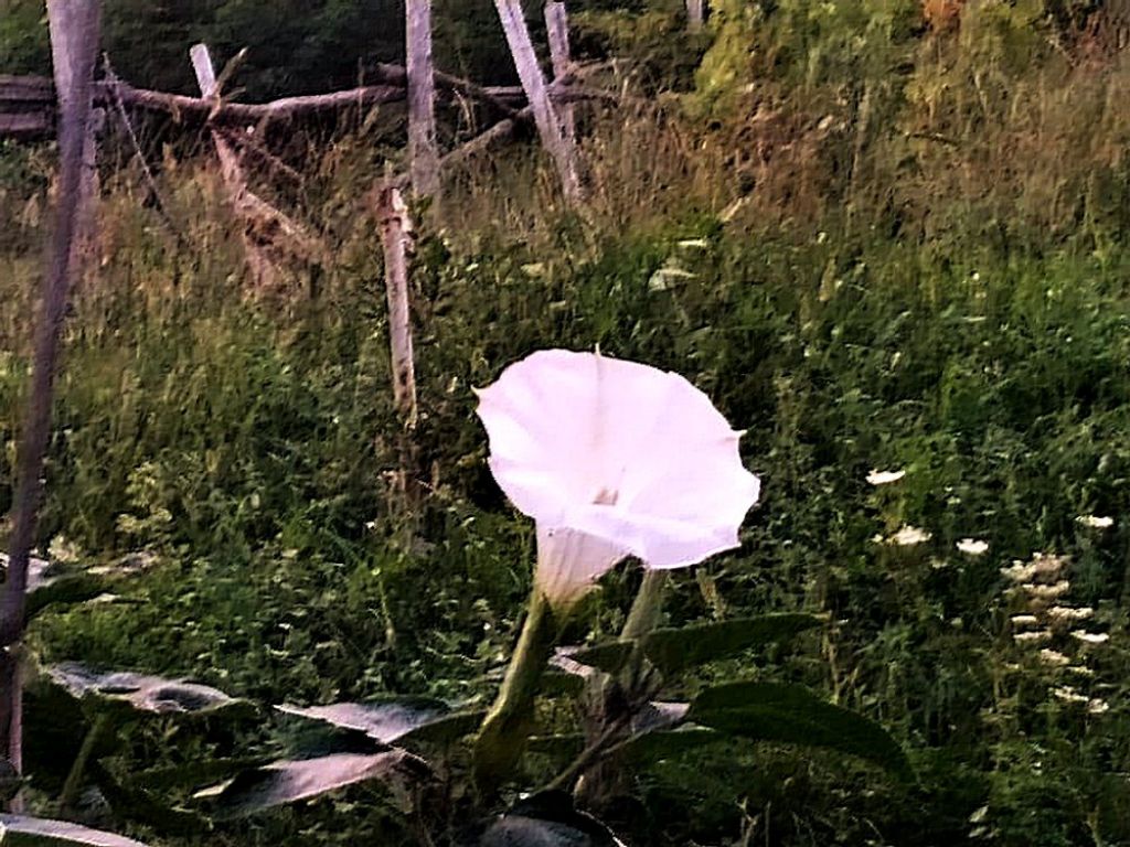 Datura inoxia