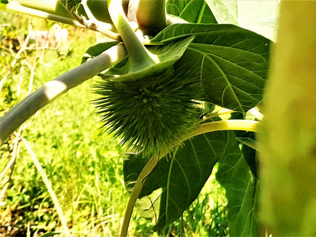 Datura inoxia