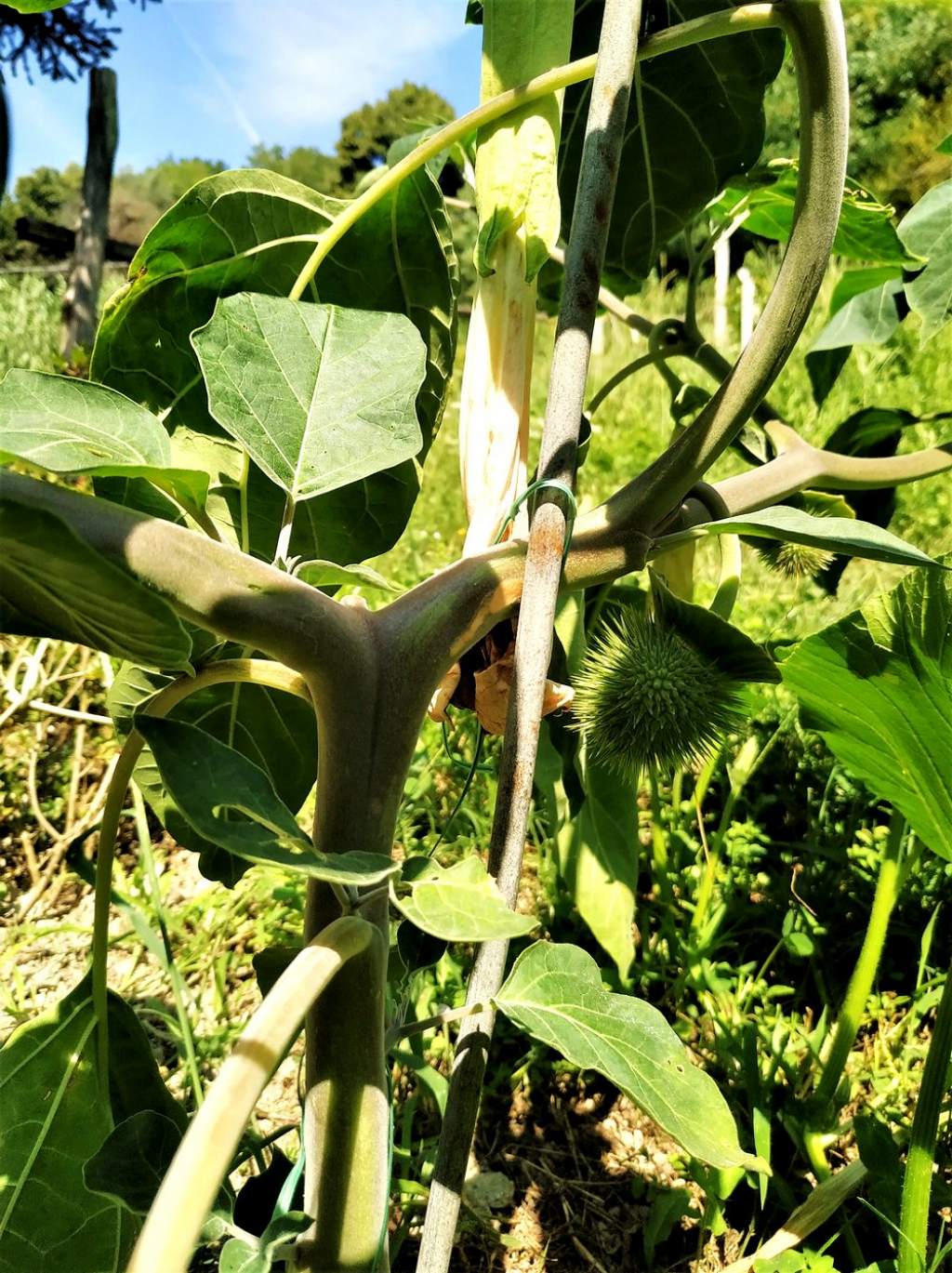 Datura inoxia