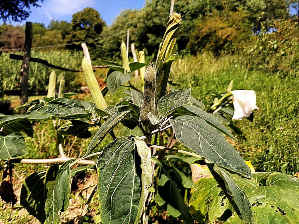 Datura inoxia