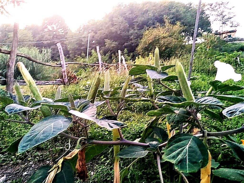 Datura inoxia