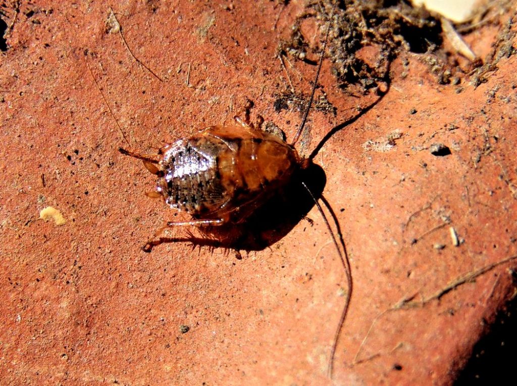 coleottero da det.: no, ninfa di Ectobius sp.