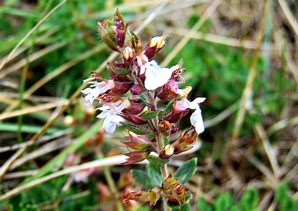 Teucrium chamaedrys (Lamiaceae)