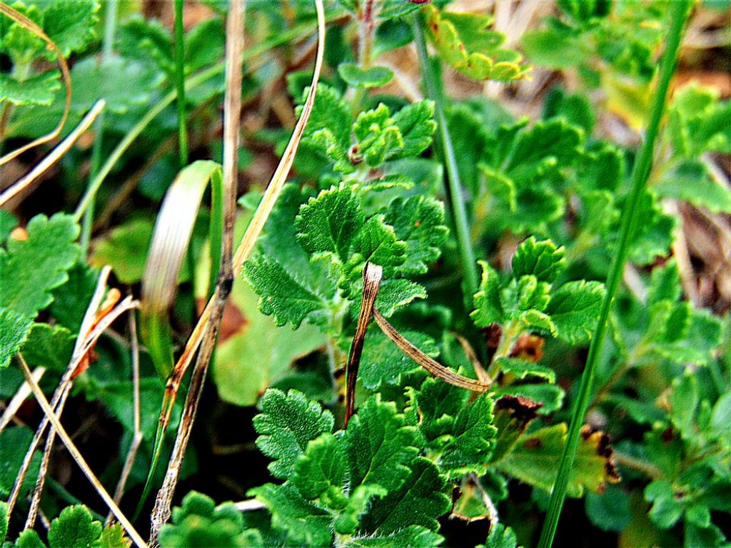 Teucrium chamaedrys (Lamiaceae)