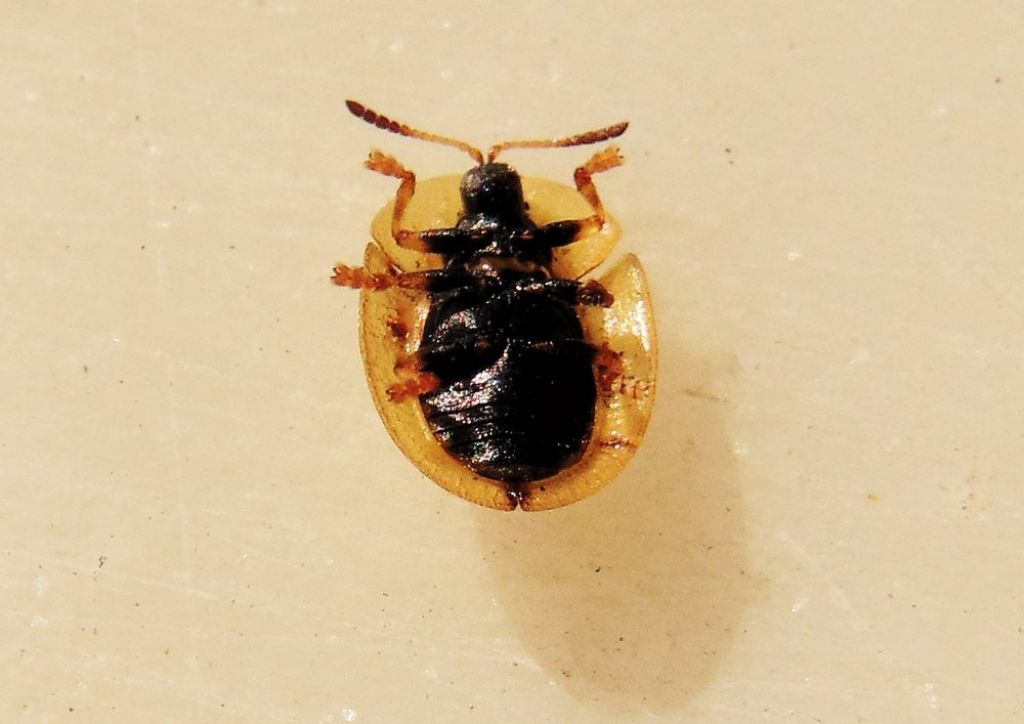 Chrysomelidae: Cassida aff. inopinata