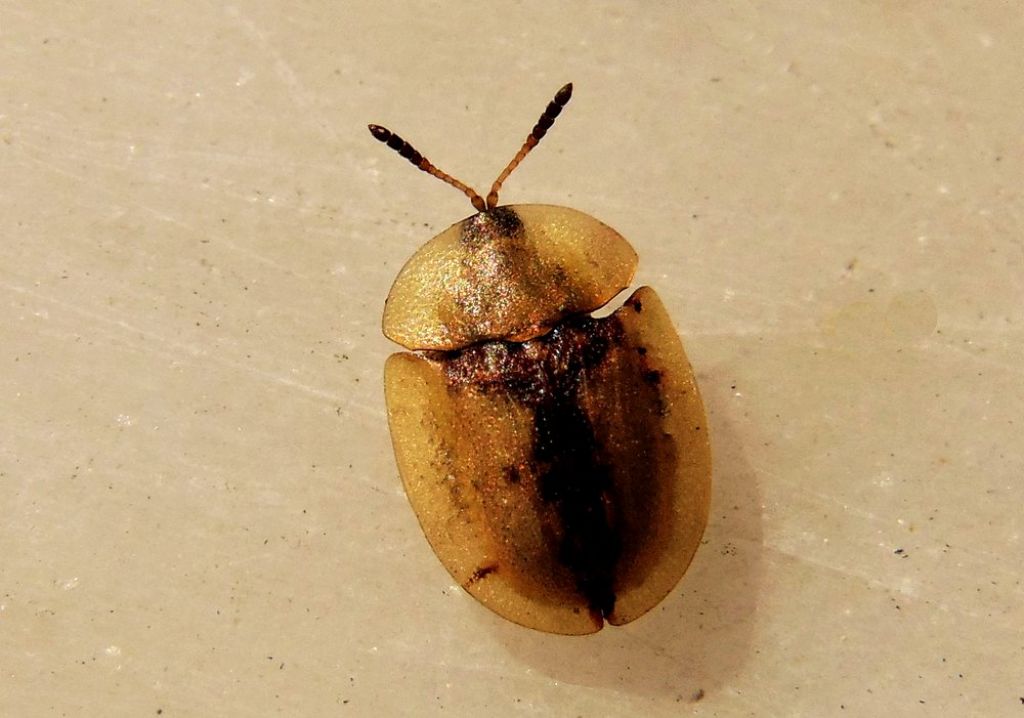 Chrysomelidae: Cassida aff. inopinata