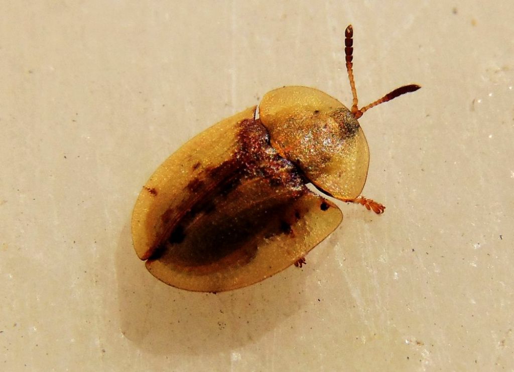 Chrysomelidae: Cassida aff. inopinata