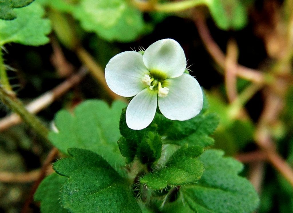 Veronica cymbalaria  (Plantaginaceae)