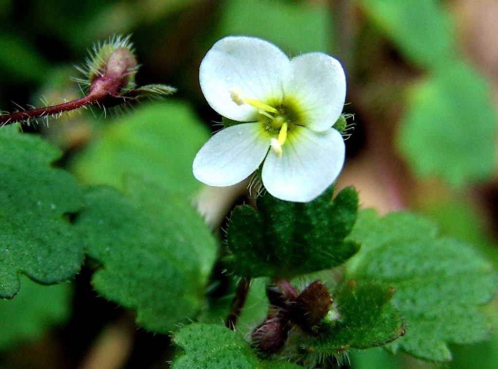 Veronica cymbalaria  (Plantaginaceae)