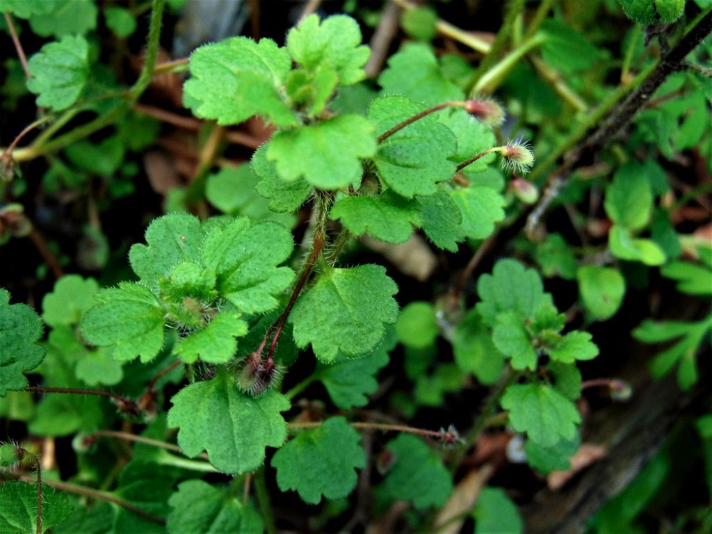 Veronica cymbalaria  (Plantaginaceae)