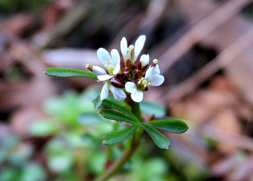 Cardamine hirsuta (Brassicaceae)