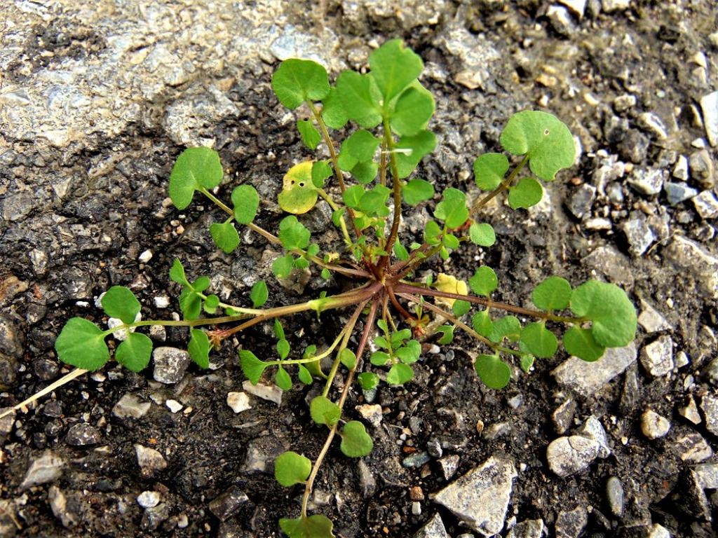 Cardamine hirsuta (Brassicaceae)