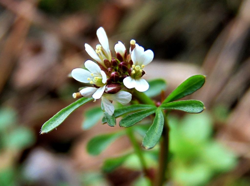 Cardamine hirsuta (Brassicaceae)