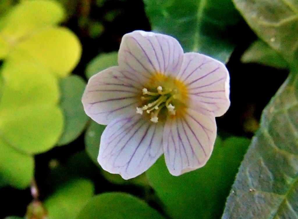 Oxalis acetosella (Oxalidaceae)