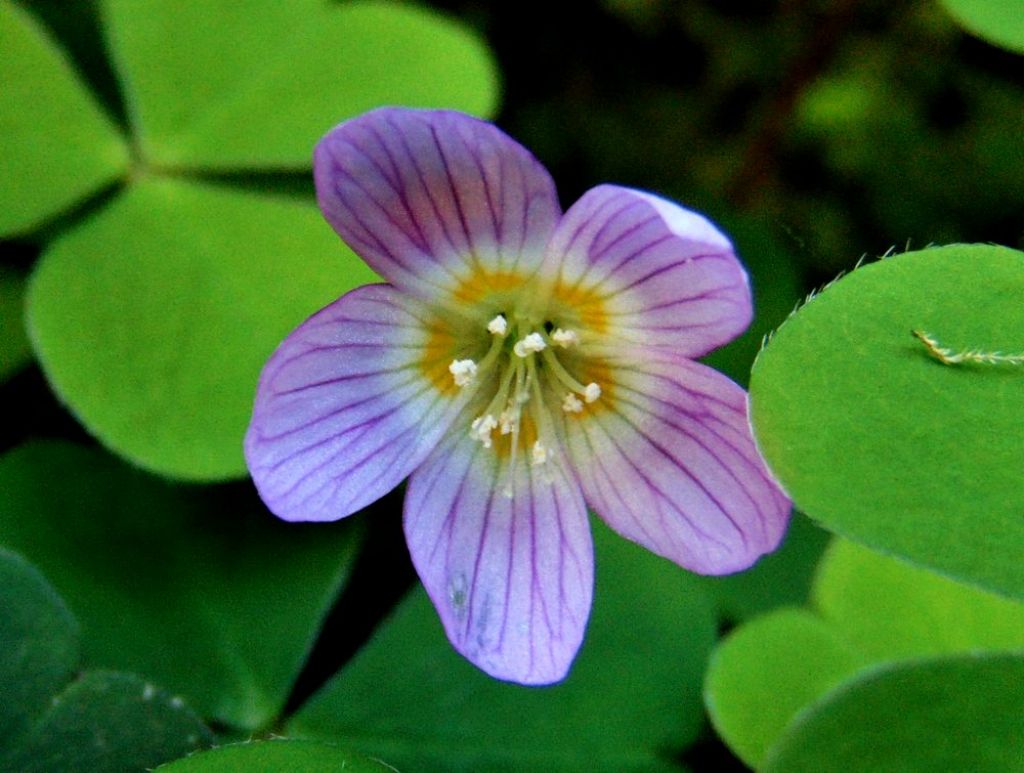 Oxalis acetosella (Oxalidaceae)