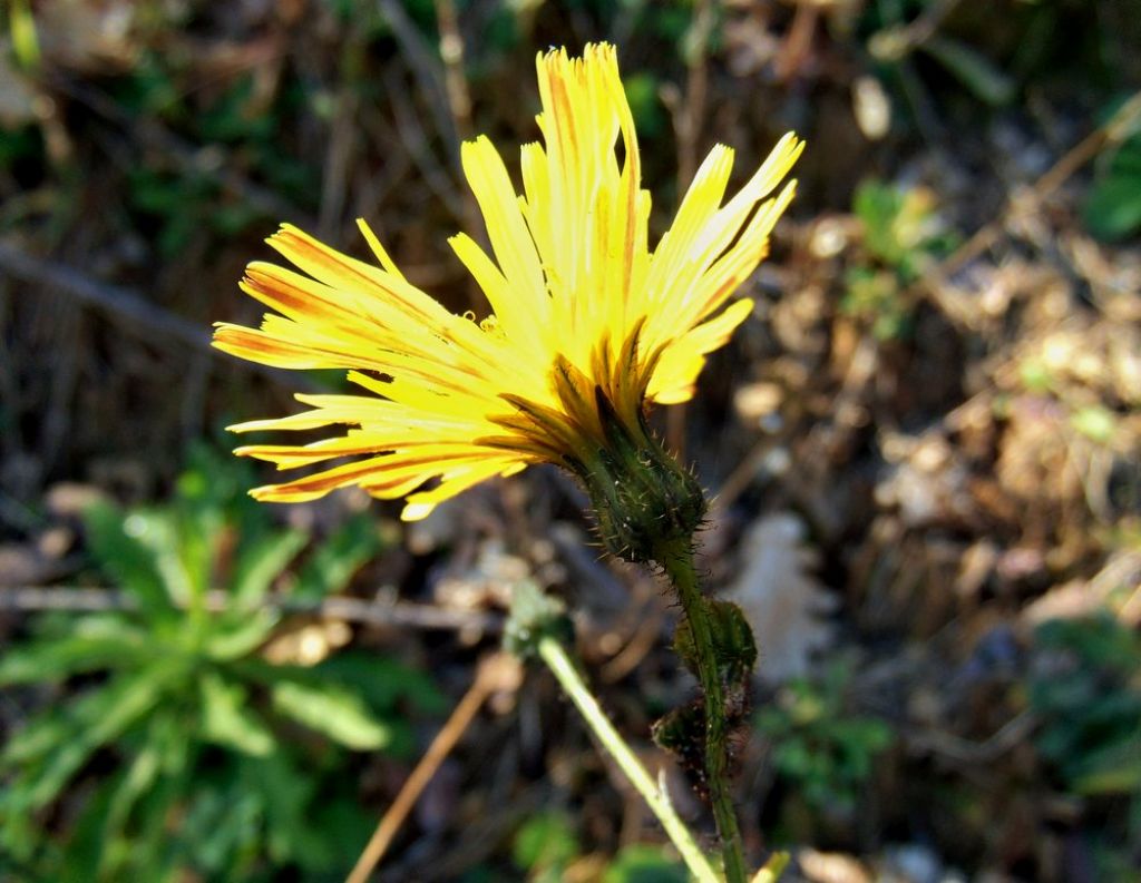 Picris hieracioides (Asteraceae)