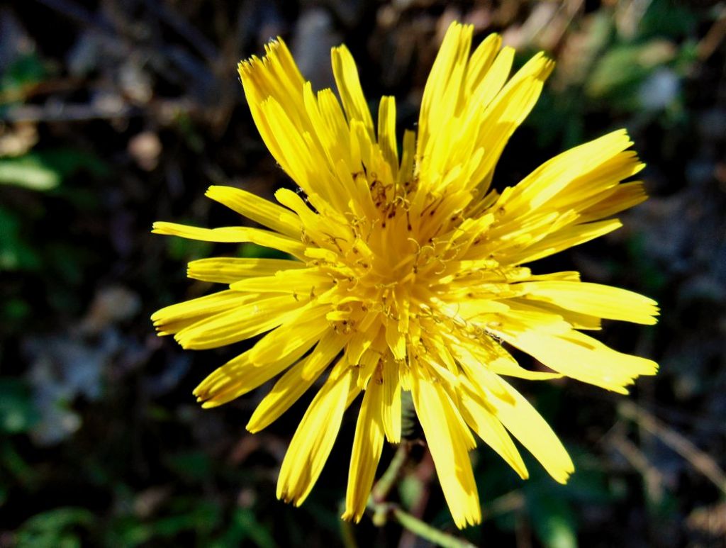 Picris hieracioides (Asteraceae)