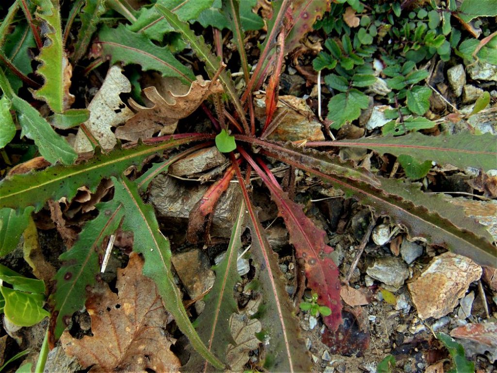 Picris hieracioides (Asteraceae)