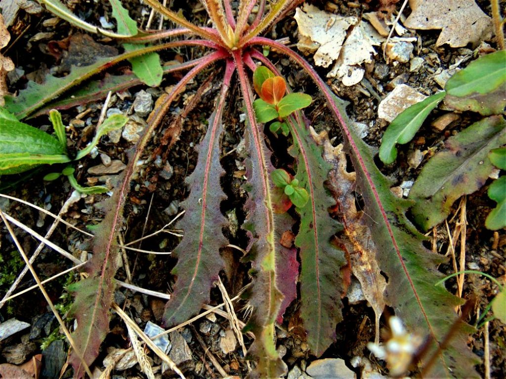 Picris hieracioides (Asteraceae)