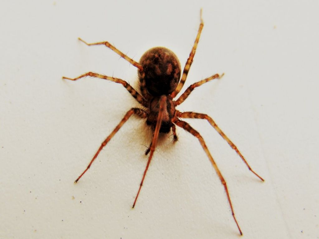 Tegenaria sp. - Campomorone (GE)