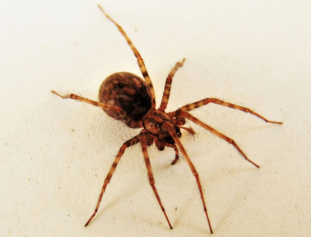 Tegenaria sp. - Campomorone (GE)