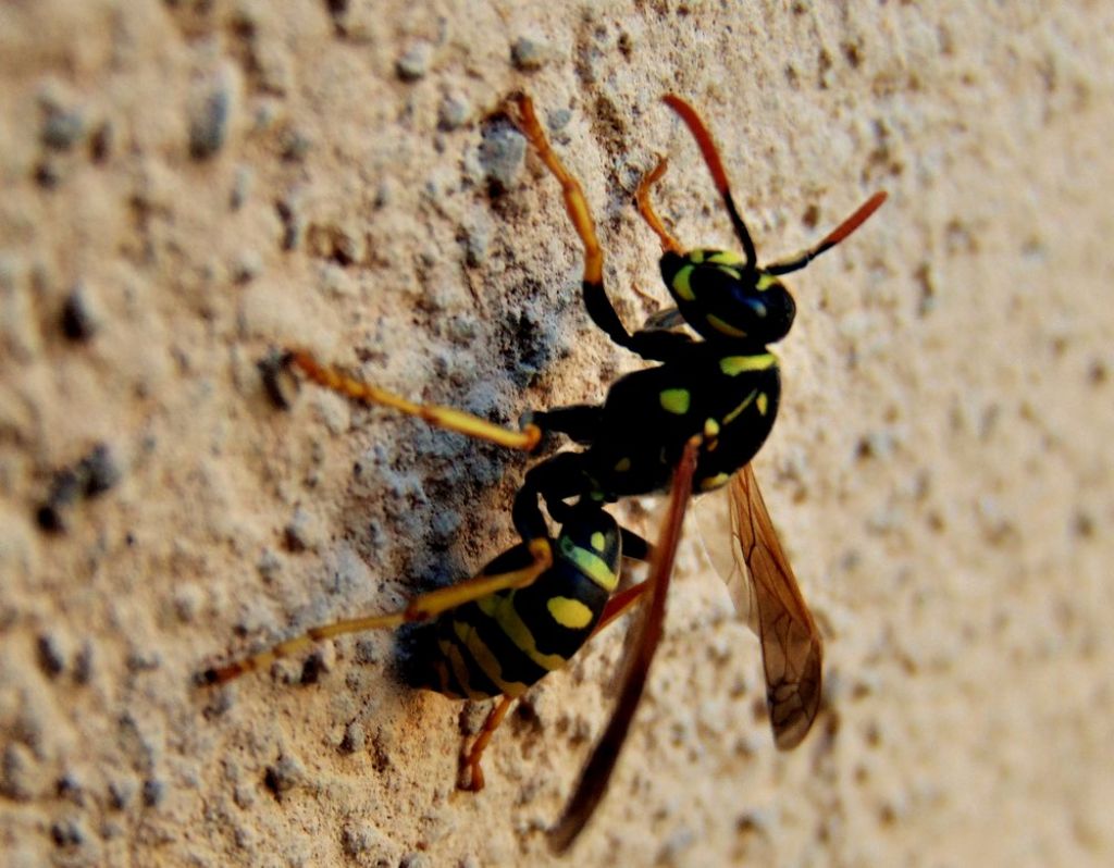 vespa Polistes cfr. associus