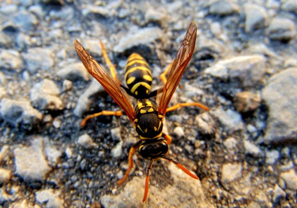 vespa Polistes cfr. associus