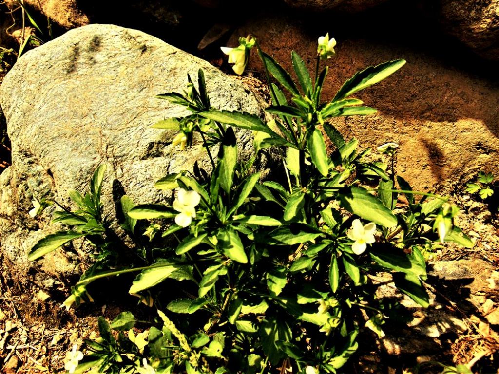 Viola tricolor