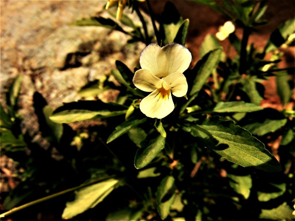 Viola tricolor