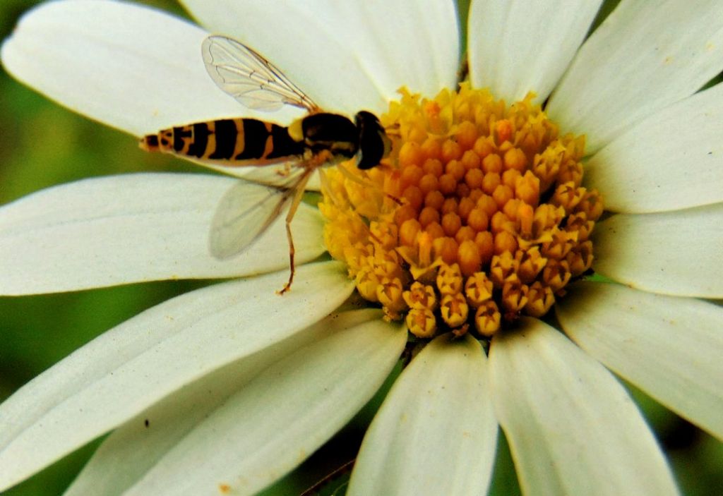 Syrphidae: Sphaerophoria scripta