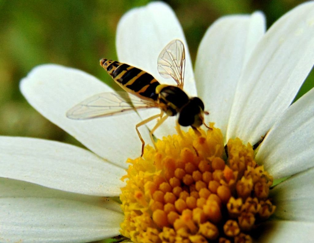 Syrphidae: Sphaerophoria scripta