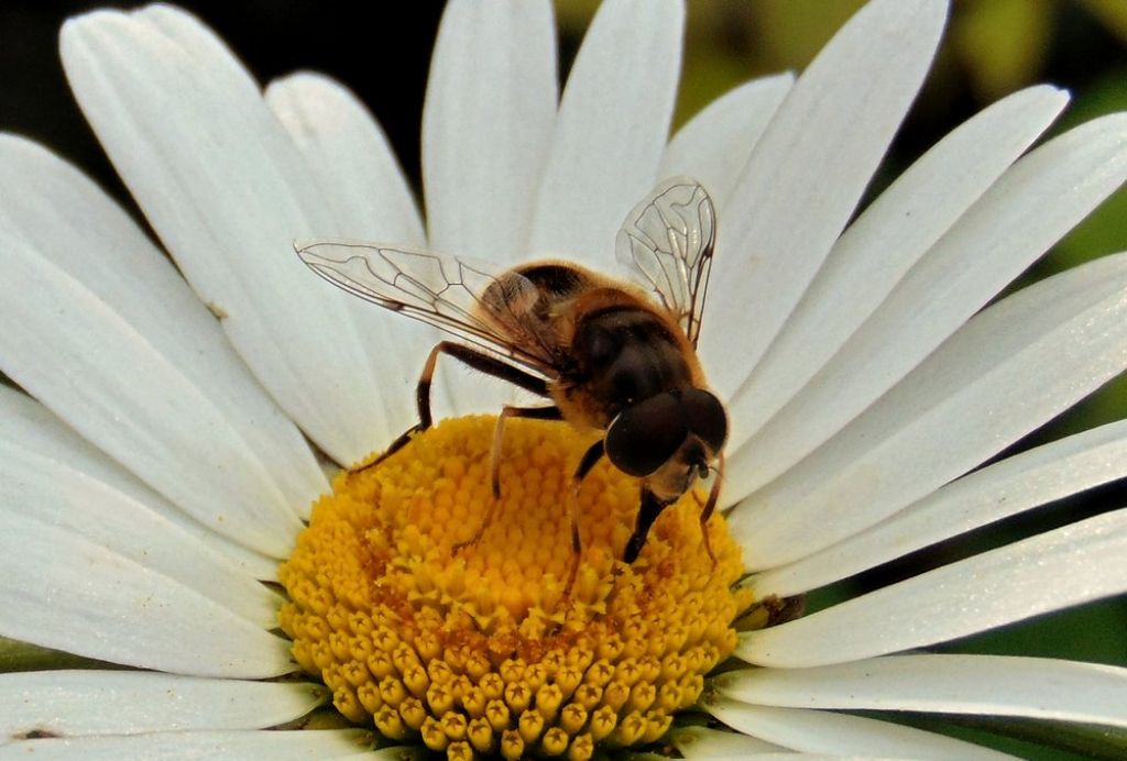 Syrphidae: Eristalis temax, f & m