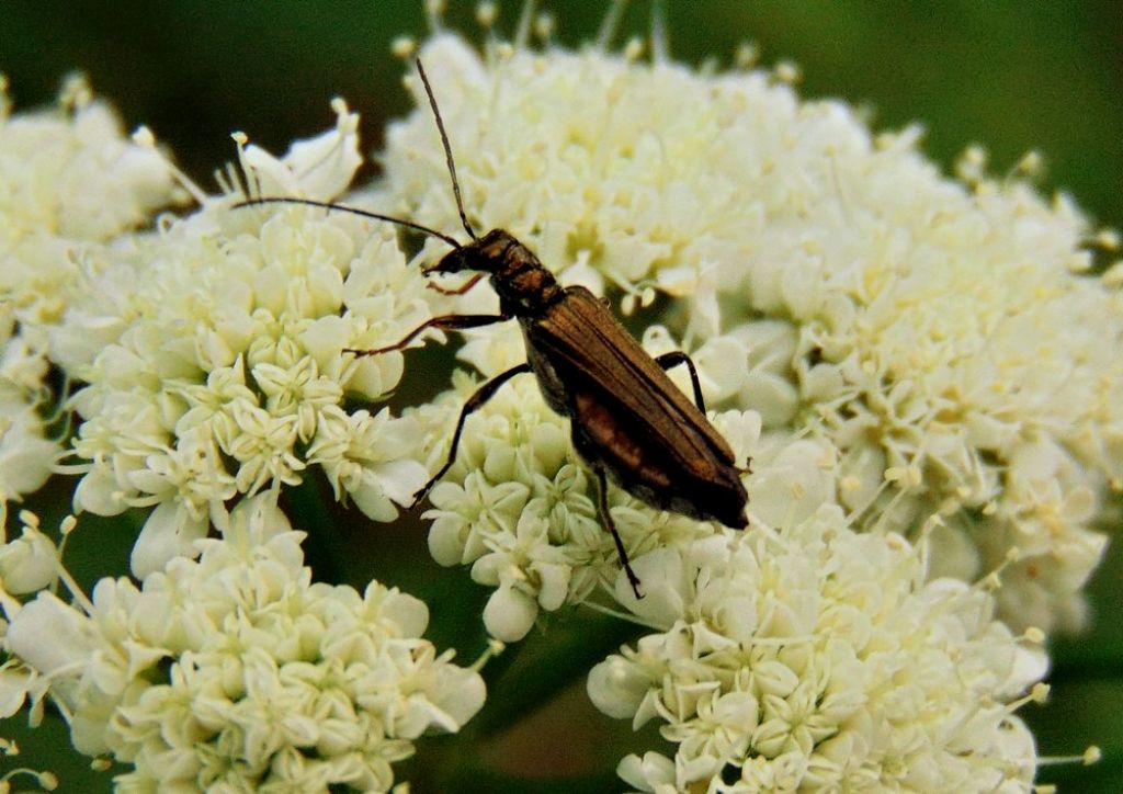 Oedemeridae: forse femmina di Oedemera podagrariae