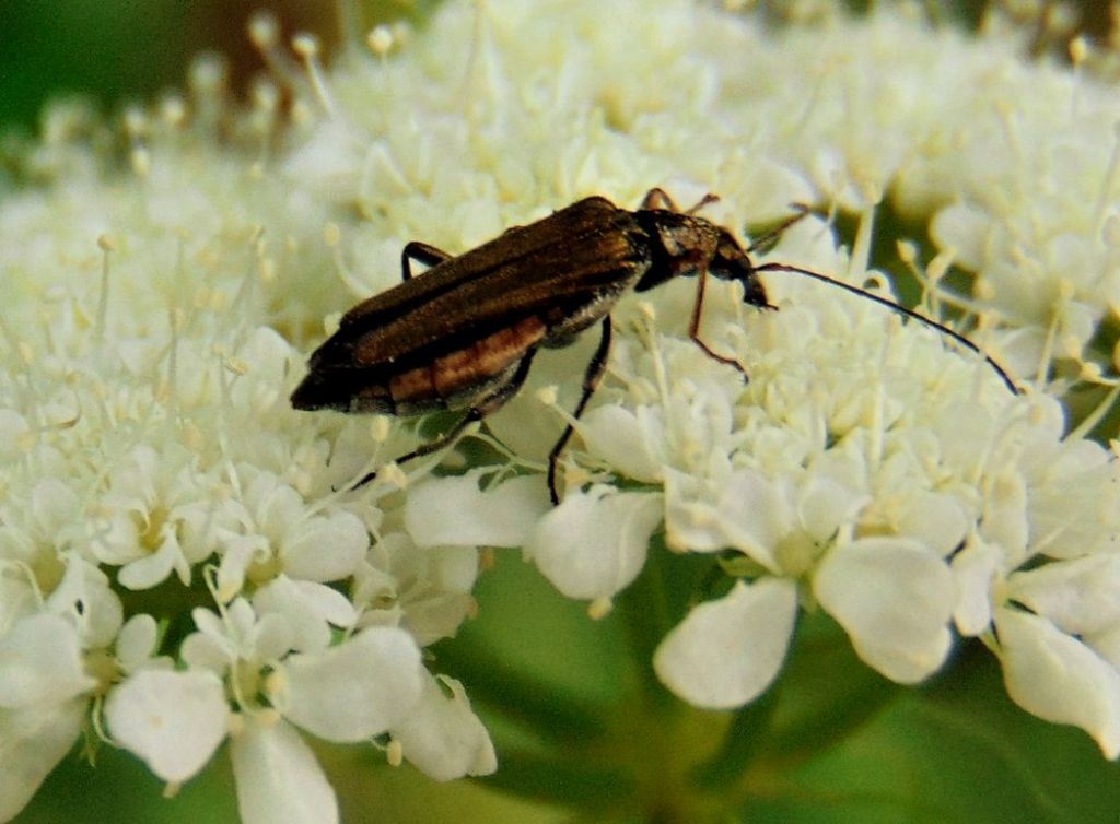 Oedemeridae: forse femmina di Oedemera podagrariae