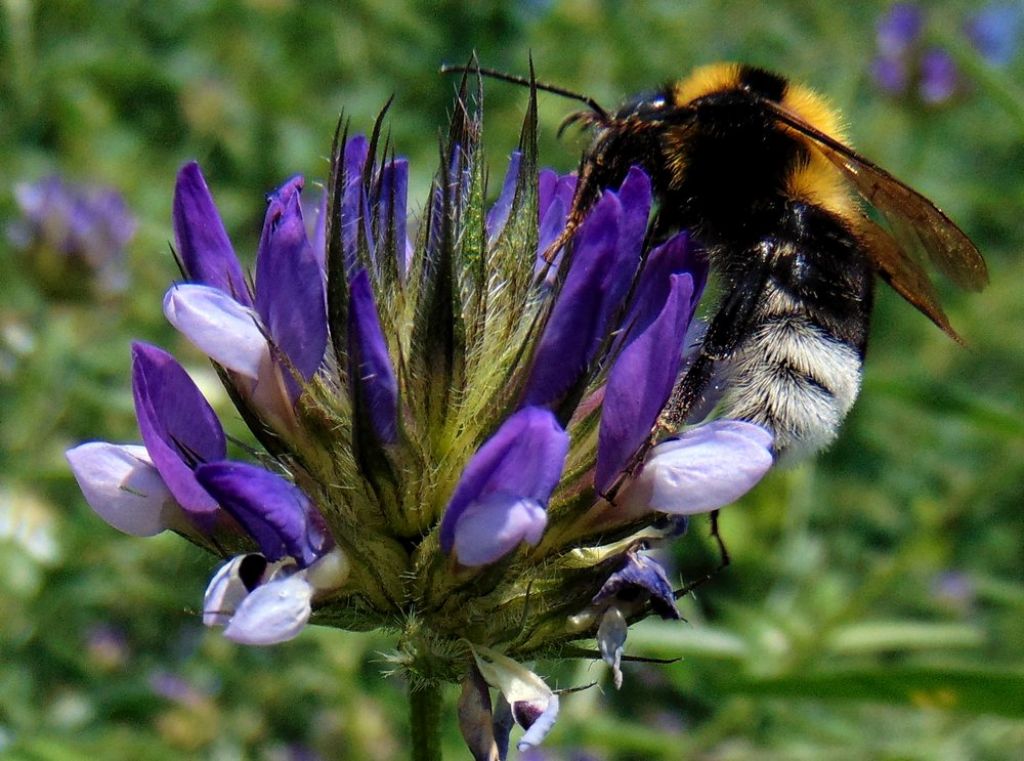 Apidae: Bombus (Megabombus) ruderatus