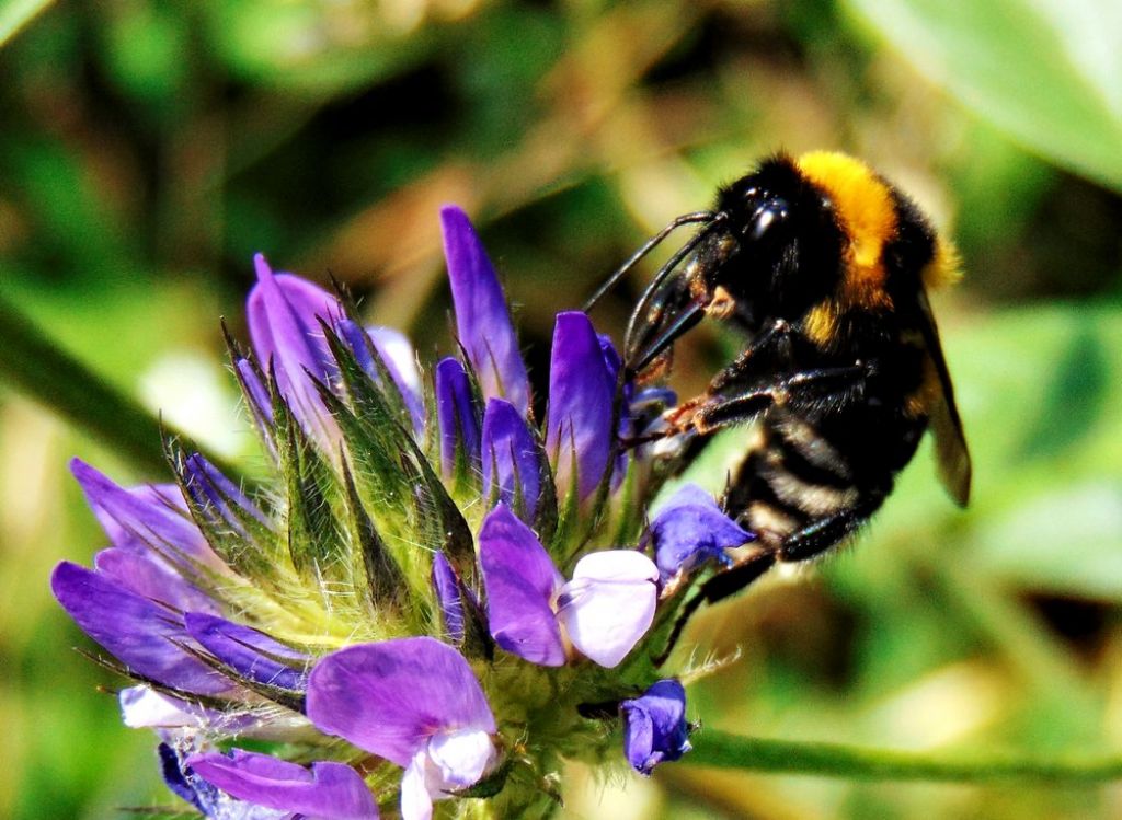 Apidae: Bombus (Megabombus) ruderatus