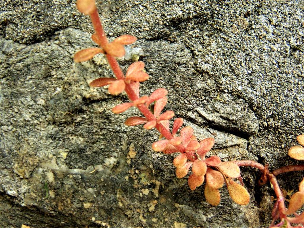 Sedum cepaea (Crassulaceae)