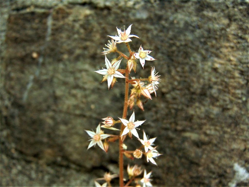 Sedum cepaea (Crassulaceae)