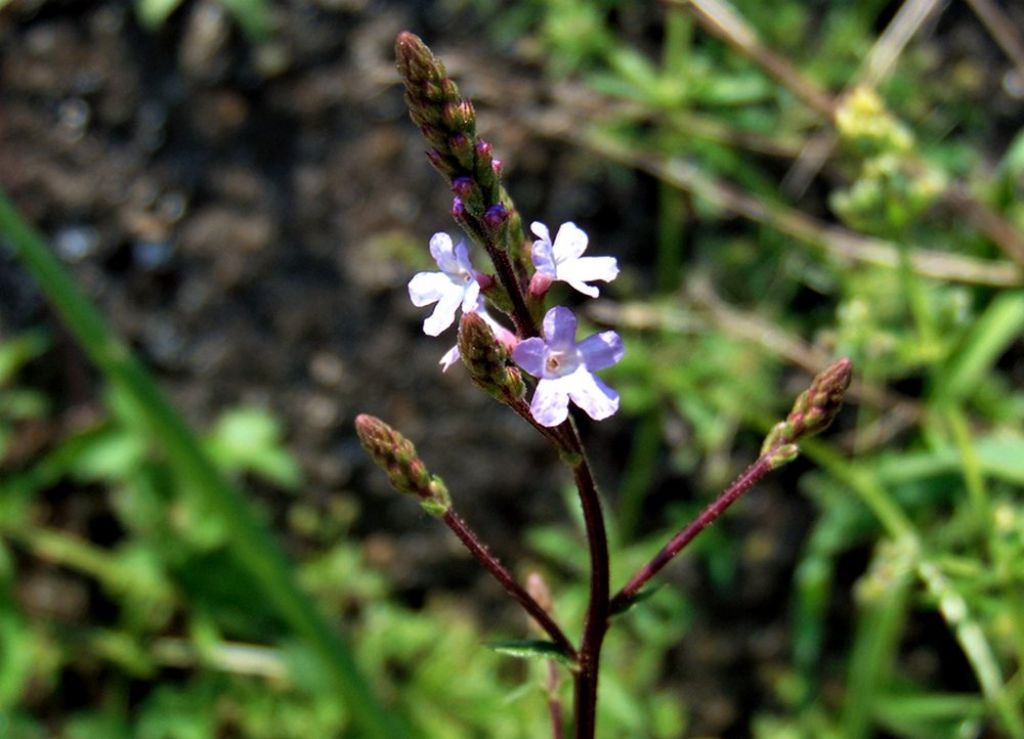 Verbena officinalis (Verbenaceae)