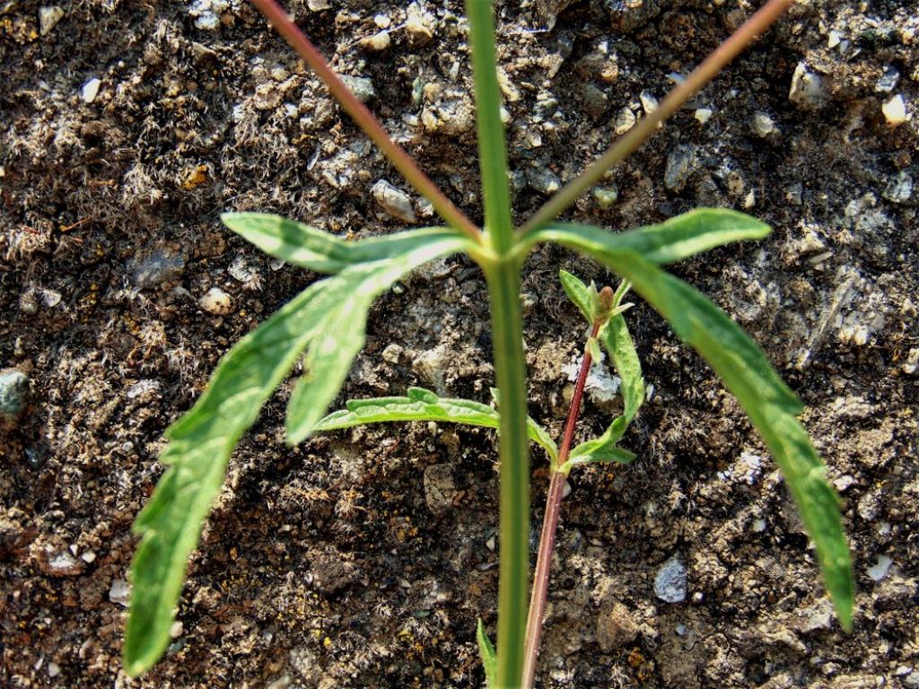 Verbena officinalis (Verbenaceae)