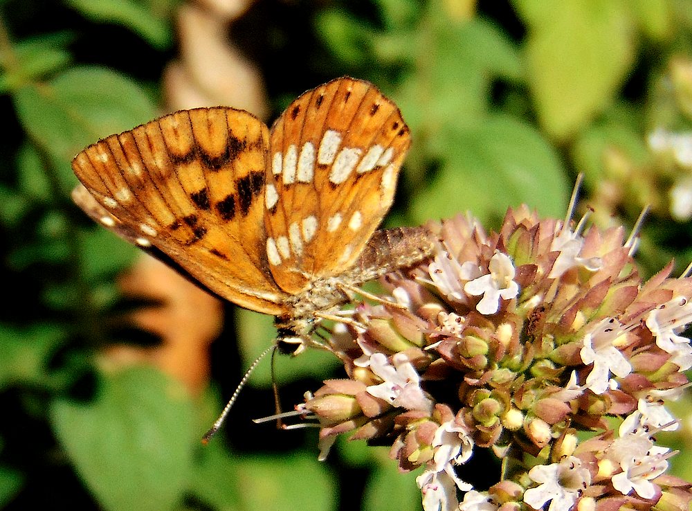 Hamearis lucina - Riodinidae