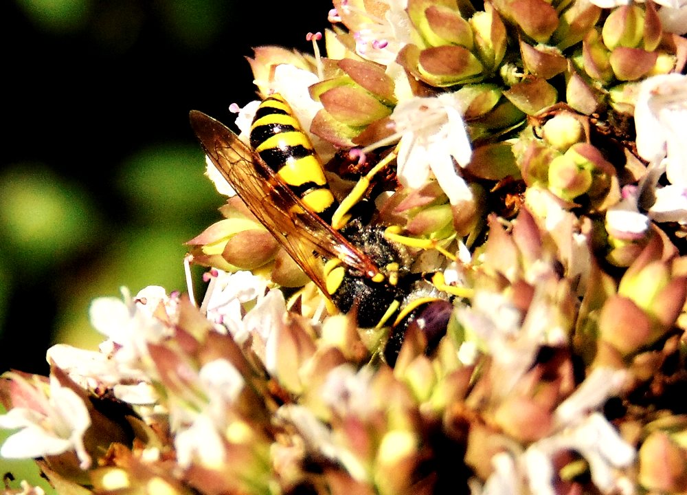 Philanthus triangulum, Crabronidae