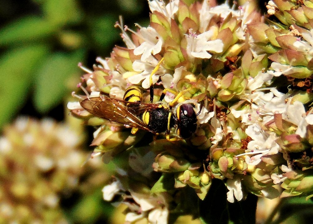 Philanthus triangulum, Crabronidae