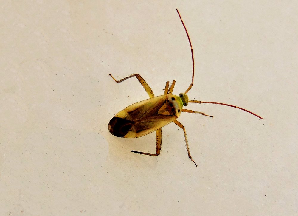 Miridae: Adelphocoris lineolatus