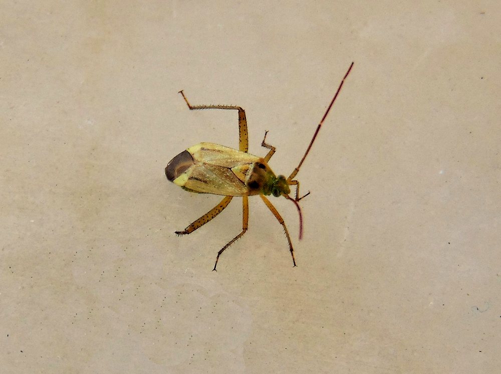 Miridae: Adelphocoris lineolatus