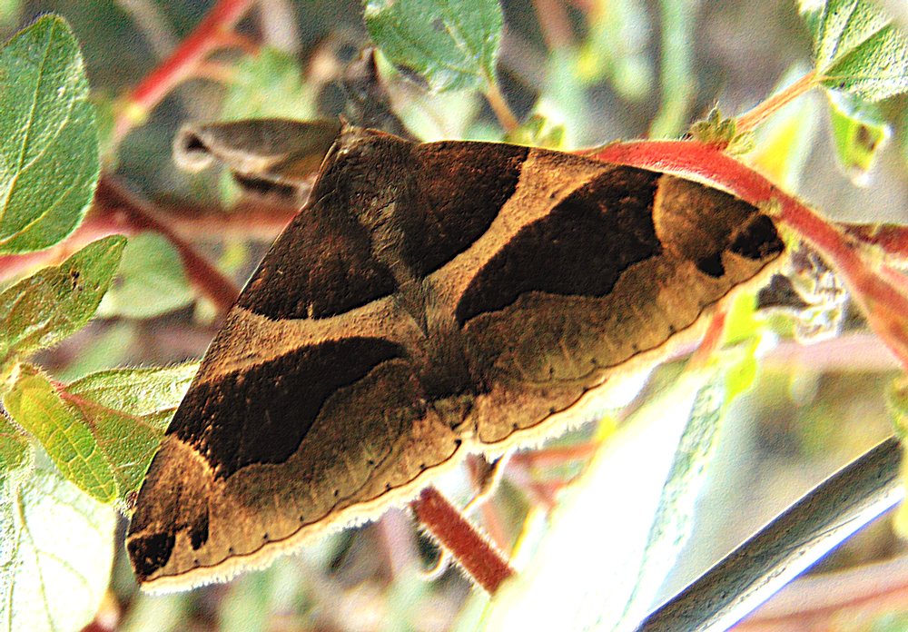 Dysgonia algira - Erebidae