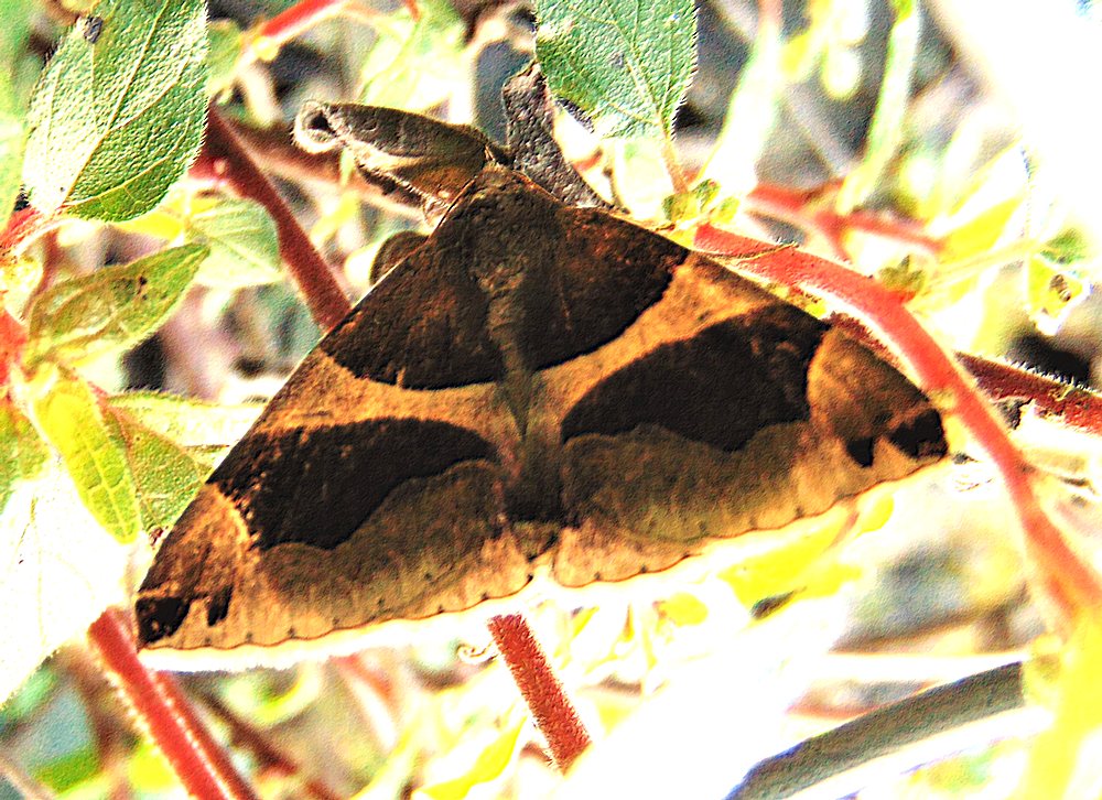 Dysgonia algira - Erebidae