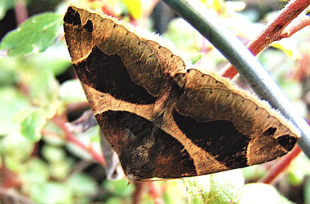 Dysgonia algira - Erebidae