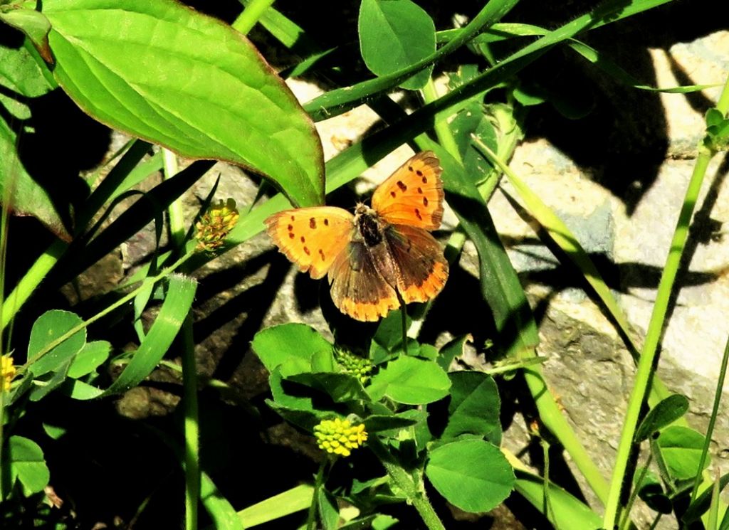 Lycaena phlaeas (Lycaenidae), femmina